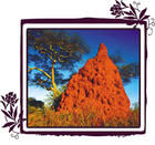 白蟻土堡 白蟻土堡