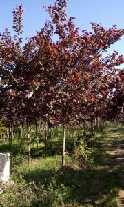 紫葉加拿大紫荊