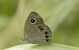 幽矍眼蝶 幽矍眼蝶