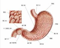胃黏膜脫垂 胃黏膜脫垂