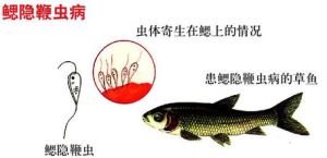 鰓隱鞭蟲 鰓隱鞭蟲