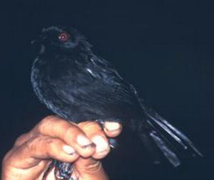 白背紅眼蟻鳥 白背紅眼蟻鳥