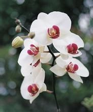 怒江馬兜鈴 怒江馬兜鈴