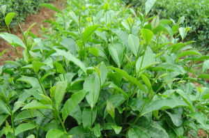 鄂茶一號 鄂茶一號