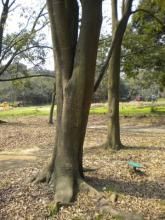 白楠[樟科楠屬植物]