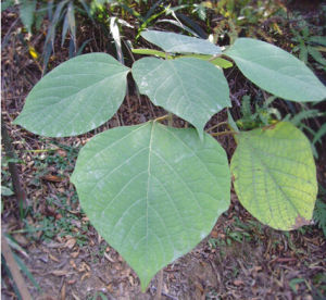 雲南石梓 雲南石梓