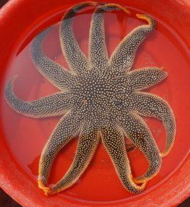 陶氏太陽海星 陶氏太陽海星