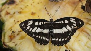 擬帶蛺蝶 擬帶蛺蝶