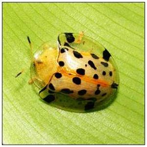 柳二十斑葉甲 柳二十斑葉甲