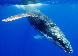 鯨歌[人類通過儀器在鯨類交流時蒐集到的聲音]
