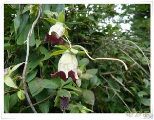 黨參屬物種之一:明黨參