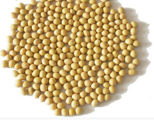 徐豆15號 徐豆15號