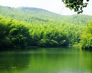 石塘竹海 石塘竹海