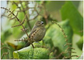 厚嘴籽雀 厚嘴籽雀