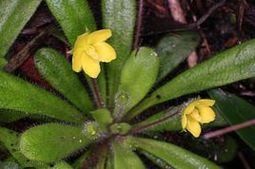 短莖組[豆科岩黃耆屬]