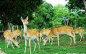 大田坡鹿自然保護區 大田坡鹿自然保護區