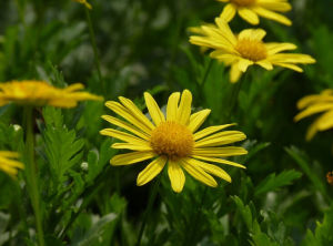 小黃菊屬 小黃菊屬