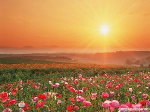 杭州陽光花園休閒用品有限公司 杭州陽光花園休閒用品有限公司