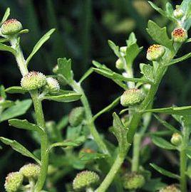 鵝不吃草 鵝不吃草