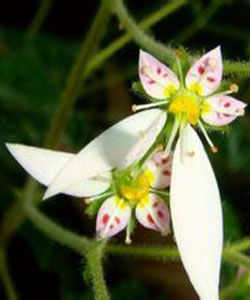 隆痂虎耳草 隆痂虎耳草