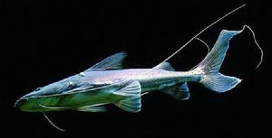 月光鴨嘴 月光鴨嘴