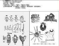子囊菌 子囊菌
