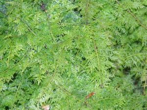 叉羽蘚屬 叉羽蘚屬