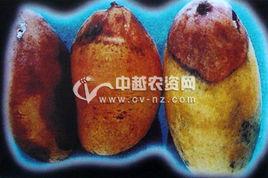 芒果蒂腐病 芒果蒂腐病