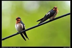 燕子[鳥綱動物]