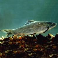 伍氏盆唇華鯪 伍氏盆唇華鯪