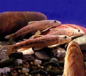 圖們江中鮈 圖們江中鮈