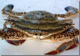 昌邑梭子蟹 昌邑梭子蟹