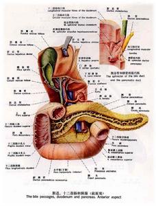 膽囊管綜合徵