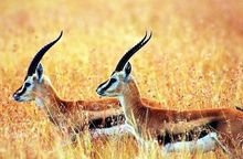 岡底斯山和藏北無人區的藏羚羊