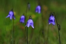 喜馬拉雅沙參 喜馬拉雅沙參