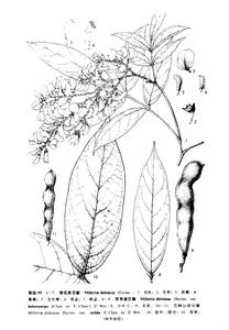 異果崖豆藤 異果崖豆藤