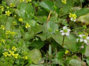 沼地毛茛 沼地毛茛