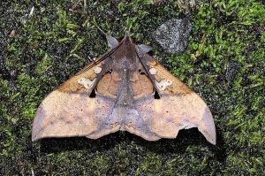 粉藍閃夜蛾 粉藍閃夜蛾