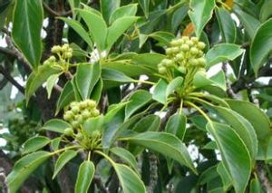 金縷梅亞綱 金縷梅亞綱