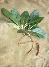 鮮地黃植物形態-地黃