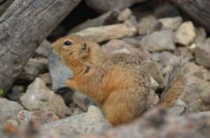長尾黃鼠阿爾泰亞種