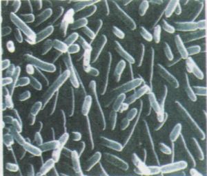 硝化桿菌科 硝化桿菌科