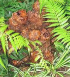 金毛狗脊 金毛狗脊