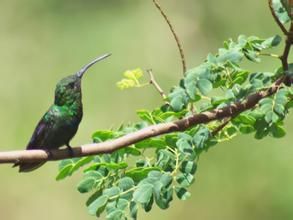 綠喉芒果蜂鳥 綠喉芒果蜂鳥