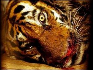 國際野生生物保護學會