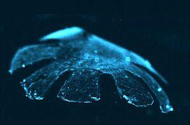 人工水母 人工水母