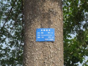 南夢溪 榔榆 千年 古樹