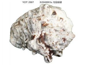 習見蛙螺 習見蛙螺