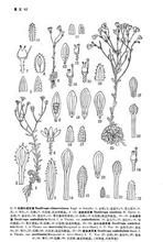 波密虎耳草 波密虎耳草