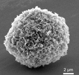 殭屍細胞 殭屍細胞